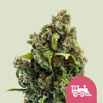 Candy Kush Express - Fast Flowering (Royal Queen Seeds) feminizada