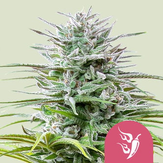 Speedy Chile - Fast Flowering (Royal Queen Seeds) feminizada