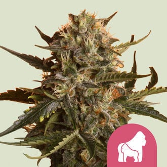 Mother Gorilla (Royal Queen Seeds) feminizada