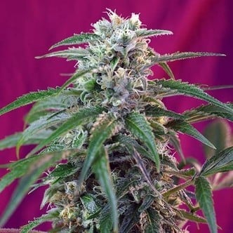 Green Poison Auto (Sweet Seeds) feminizada