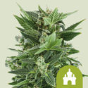 Royal Kush Automatic (Royal Queen Seeds) feminizada