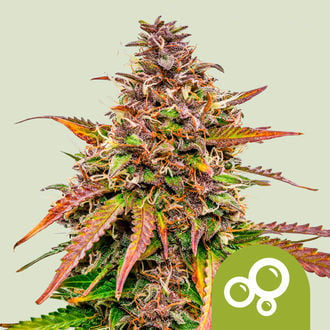 Bubble Kush Automatic (Royal Queen Seeds) feminizada