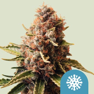 Euphoria (Royal Queen Seeds) feminizada