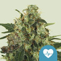 Medical Mass (Royal Queen Seeds) feminizada