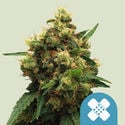 Painkiller XL (Royal Queen Seeds) feminizada