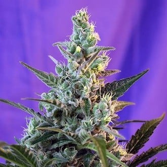 Sweet Skunk Auto (Sweet Seeds) feminizada