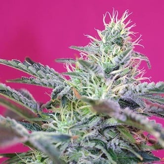 Sweet Cheese Auto (Sweet Seeds) feminizada