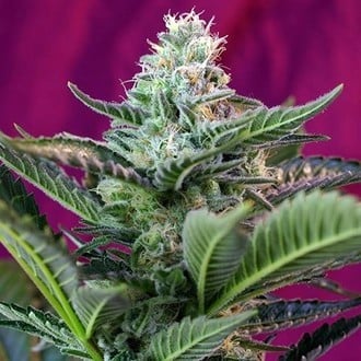 Mohan Ram Auto (Sweet Seeds) feminizada