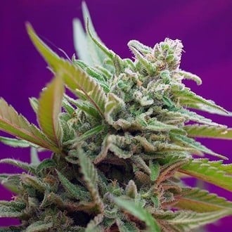 Black Jack Auto (Sweet Seeds) feminizada