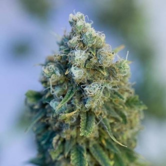 Critical Mass CBD (Dinafem) feminizada