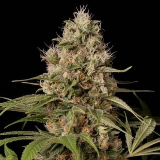 Shark Shock CBD (Dinafem) feminizada