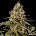 Shark Shock CBD (Dinafem) feminizada