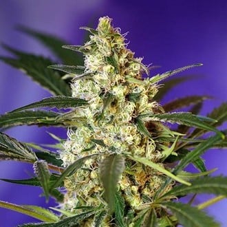 Fast Bud 2 Auto (Sweet Seeds) feminizada