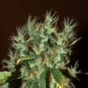 CBD Mango Haze (CBD Crew) feminizada