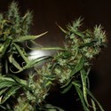 CBD Mango Haze (CBD Crew) feminizada