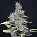 CBD Medi Haze (CBD Crew) feminizada