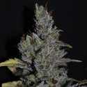 CBD Medi Haze (CBD Crew) feminizada