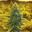 CBD Medi Haze (CBD Crew) feminizada