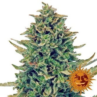 CBD Blue Shark (Barney's Farm) feminizada