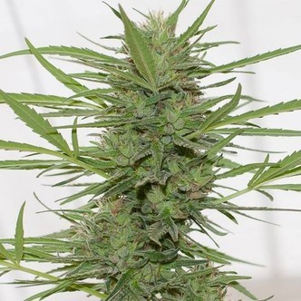 Dedoverde Haze Autoflowering (Humboldt Seeds) feminizada