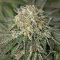 Amherst Sour Diesel (Humboldt Seed Organization) feminizada