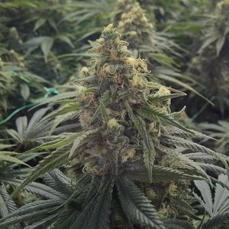 Desert Diesel (Humboldt Seeds) feminizada