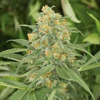 Green Crack (Humboldt Seeds) feminizada