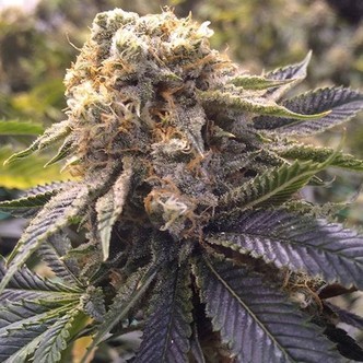 Lost Coast Hashplant (Humboldt Seeds) feminizada