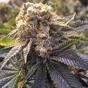 Lost Coast Hashplant (Humboldt Seed Organization) feminizada