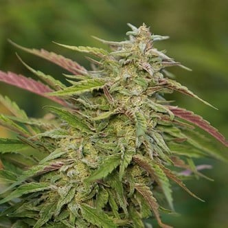 Purple Trainwreck (Humboldt Seeds) feminizada