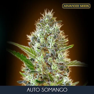 Auto Somango (Advanced Seeds) feminizada