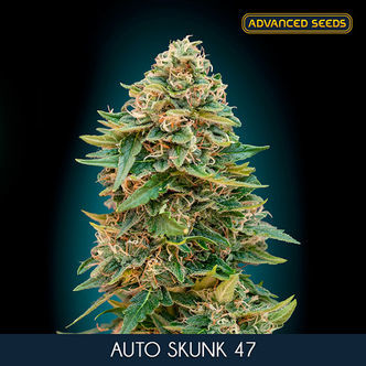 Auto Skunk 47 (Advanced Seeds) feminizada