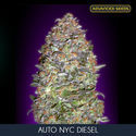 Auto NYC Diesel (Advanced Seeds) feminizada
