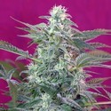 Big Foot (Sweet Seeds) feminizada