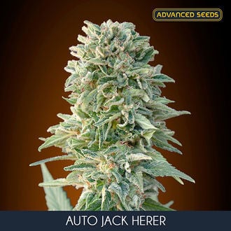 Auto Jack Herer (Advanced Seeds) feminizada