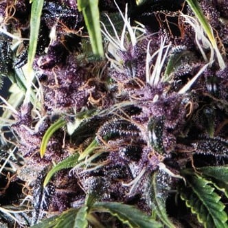 Auto Purple (Pyramid Seeds) feminizada