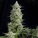 Amnesia Gold (Pyramid Seeds) feminizada