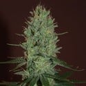 Amnesia Haze (Expert Seeds) feminizada