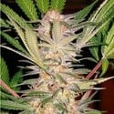 S.A.D. S1 (Sweet Seeds) feminizada