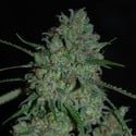 Afghan Skunk (Expert Seeds) feminizada