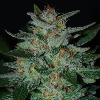 Blue Cheese (Expert Seeds) feminizada