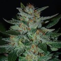 Blue Cheese (Expert Seeds) feminizada