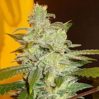 Northern Lights (Expert Seeds) feminizada