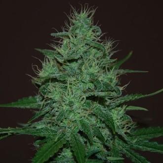 Amnesia Haze Auto (Expert Seeds) feminizada