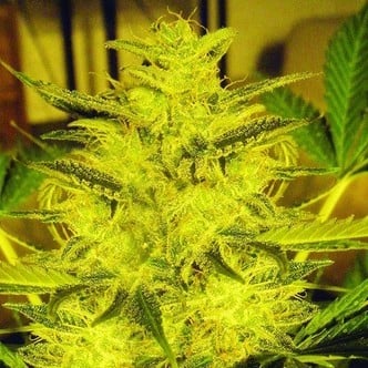 Caramella Auto (Expert Seeds) feminizada