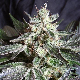 Black Jack (Sweet Seeds) feminizada