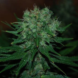 Blue Cheese Auto (Expert Seeds) feminizada