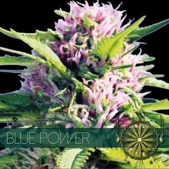 Blue Power (Vision Seeds) feminizada