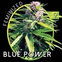 Blue Power (Vision Seeds) feminizada