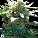 La Blanca Gold (Vision Seeds) feminizada